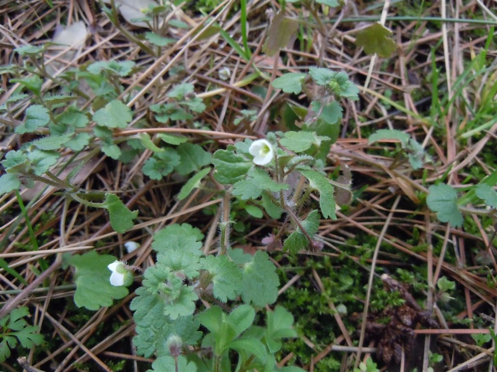 Veronica cymbalaria